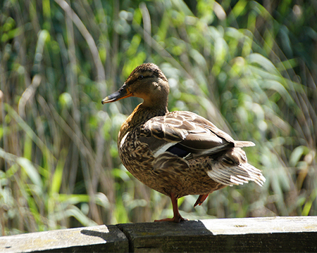 Limmo Peninsula Ecological Park